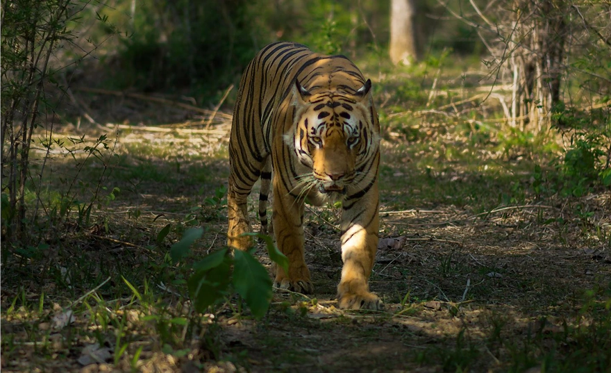 Wildlife Encounters