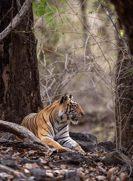 Corbett Tiger Reserve