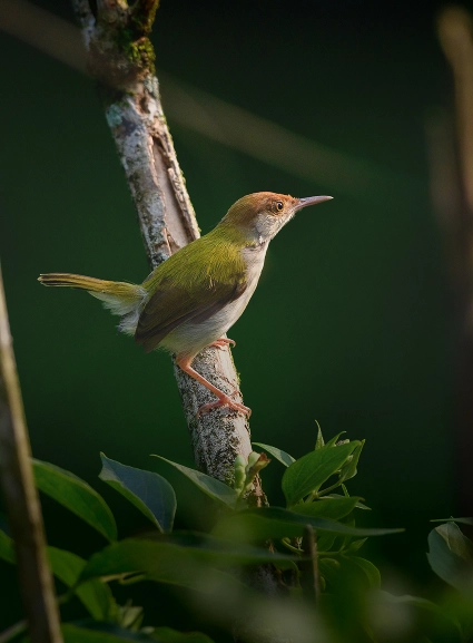 Nature & Birdwatching