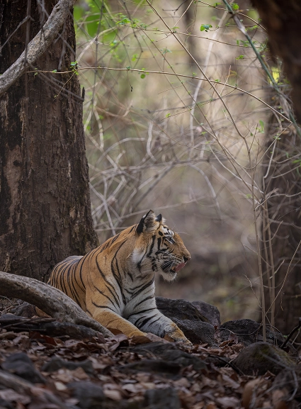 Corbett Tiger Reserve