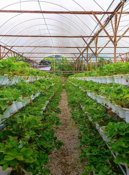 Strawberry Farm