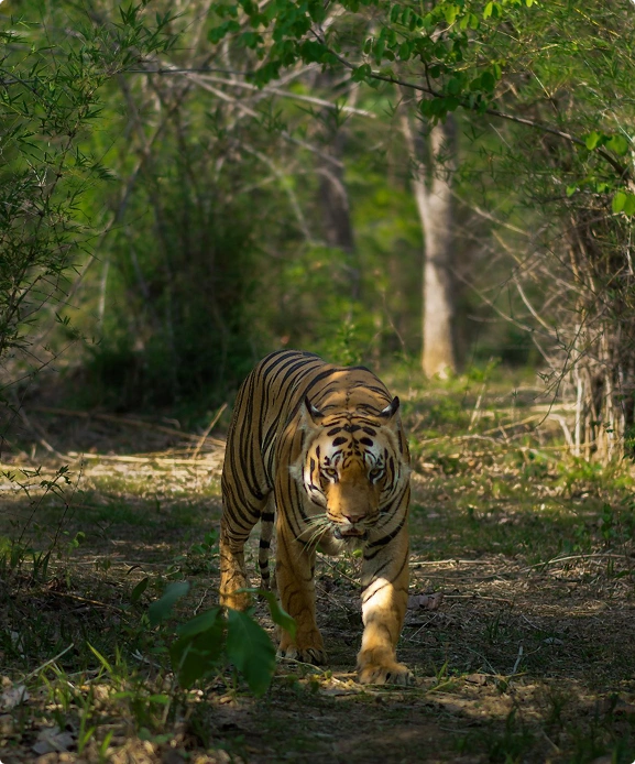 Wildlife Safari