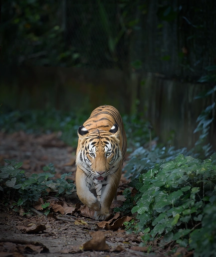 Corbett