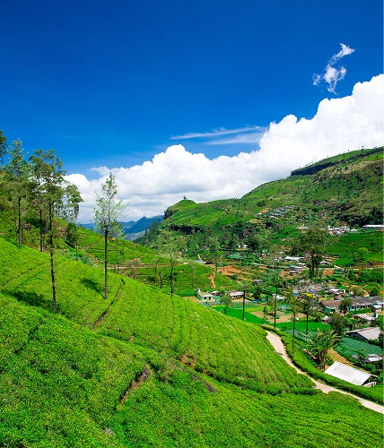 Green hillside tea gardens under a blue sky