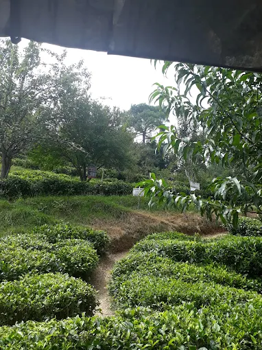 Kausani Tea Estate, near Sunita Himalayan Paradise