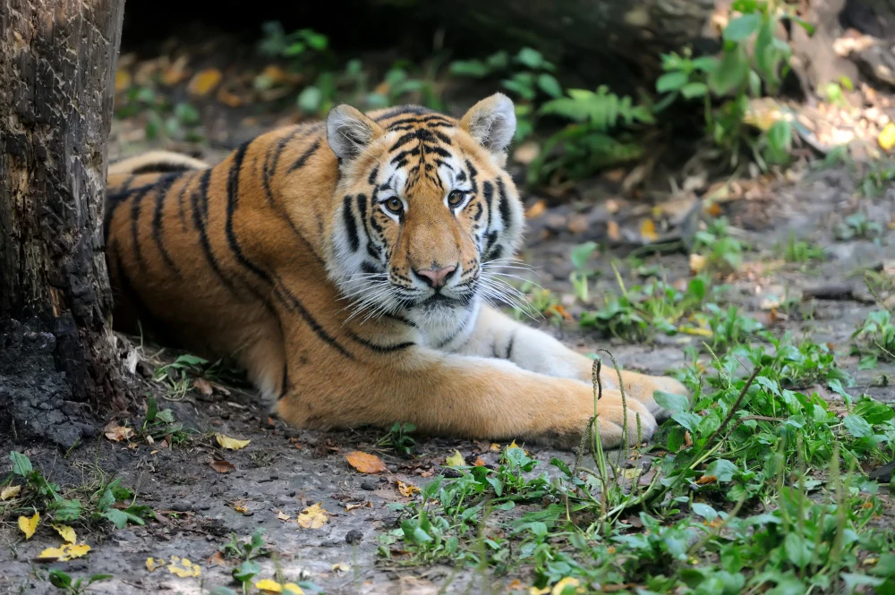 Himalayan wildlife at the high-altitude Nainital Zoo