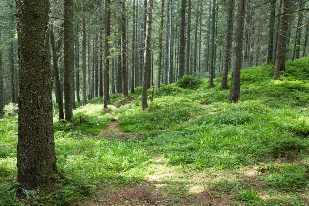 Tall pine trees in a forest near Ranikhet