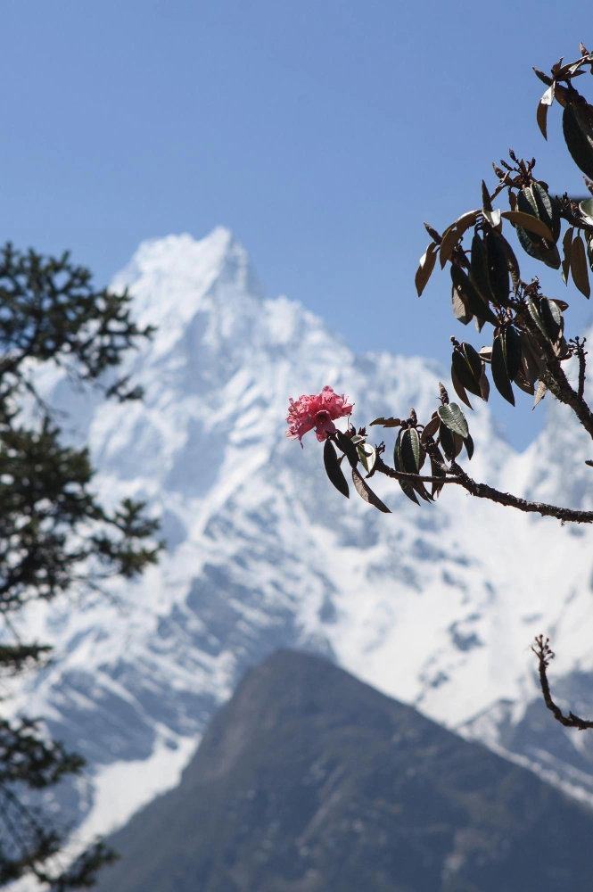 Snow-capped Himalayan peak behind a rhododendron flower