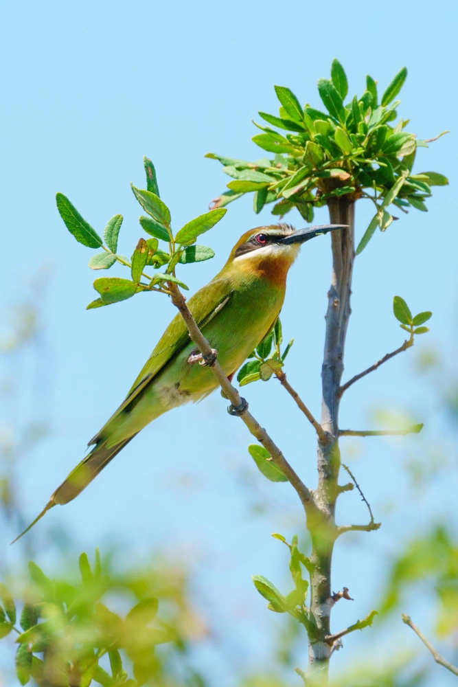Green bee-eater perched on a branch