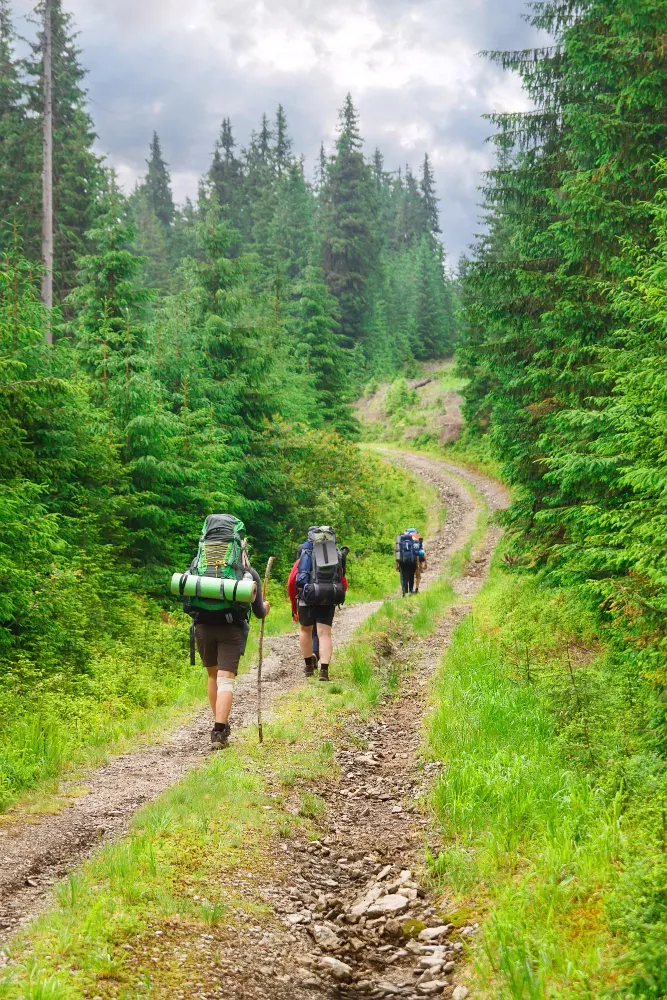 Trekkers with backpacks on a forest trail